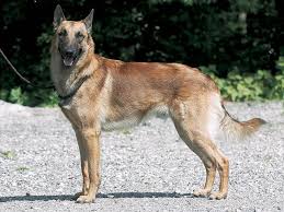 犬を家族に迎える前に